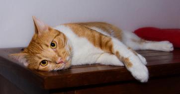 Red and white Cat in home