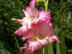 a pink flower in a green house garden