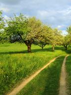 Spring Trees Away