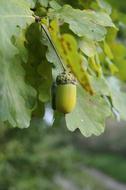 green walnut on a bush