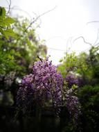 Flower Wisteria