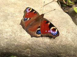 Peacock Butterfly