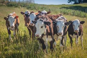 Cow Agriculture Beef Cattle