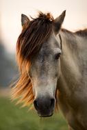 Animal Head Mane