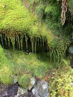 moss stump forest