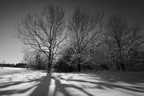 Tree Winter Landscape