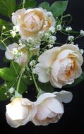 Flower Rose Nature