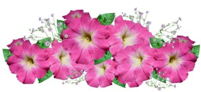 Petunia Pink Flower