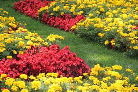 Flowers Garden Summer