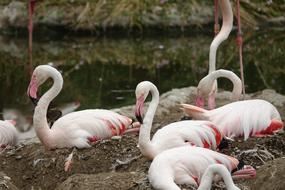 Flamingo Bird Africa