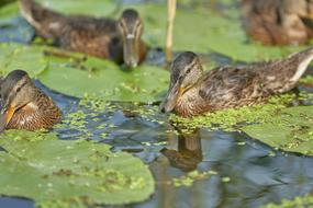 Duck Pond Water Bird