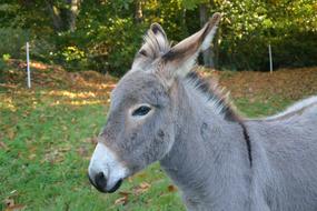 grey Donkey Anon Head