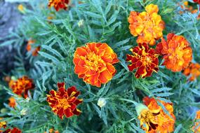 orange wildflowers