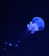 A beautiful blue jellyfish at the oceanarium