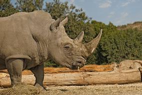 Rhinoceros Mammal Herbivore