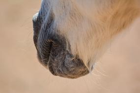 Animal head closeup view