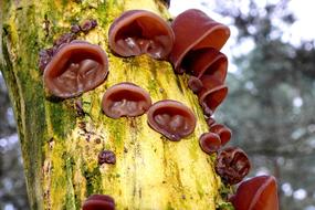 burgundy mushrooms on a tree