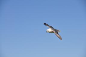 Bird Nature Flight
