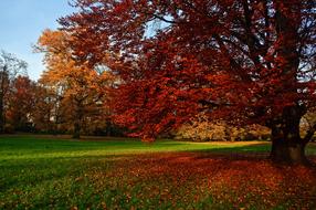 red autumn leaves in the field