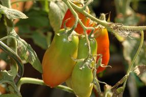 fresh blossoming tomatoes