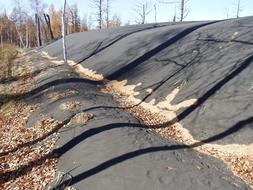 leaf litter