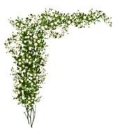 beautiful flowers on a white background