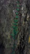 plants on Tree Bark Wood