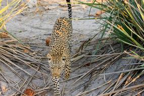 Leopard Africa Botswana