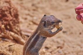 Gophers Eat Feed