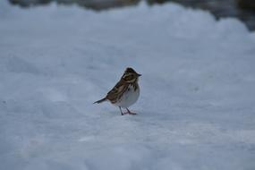 Animal Bird Wild Birds Little