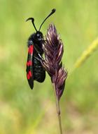 Insect Nature Wing