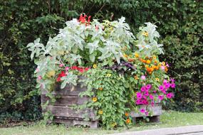flower bush pot view
