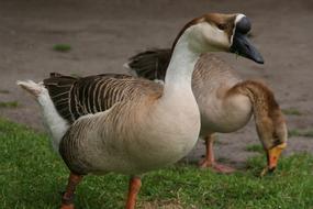 ducks grass land garden