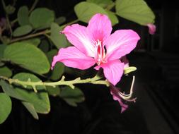 Flower Nature Bali