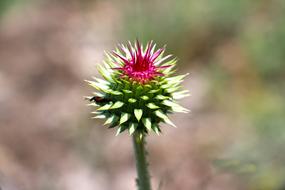 prickly flower in pink