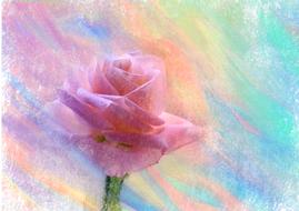 colored rainbow in a rose in the background
