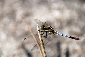 Dragonfly Insect Bug