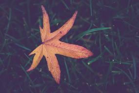 Autumn leaf on grass Background