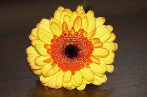 yellow flowers a lot
