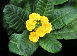 yellow flowers on green leaves