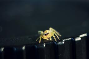 Insect Nature Beautiful