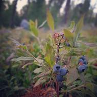 wild plants and berries field