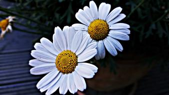 white daisies on the table