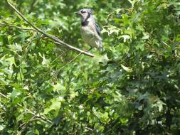 Bird Blue White
