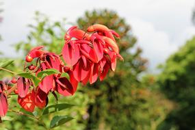 Coral Plant Blossom Bloom