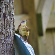 Bird Small Close Up