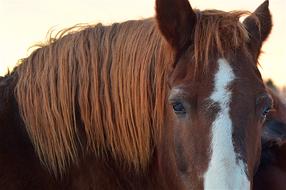 Horse Portrait Animal