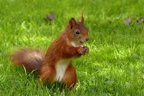 Animal Mammal Squirrel Sciurus