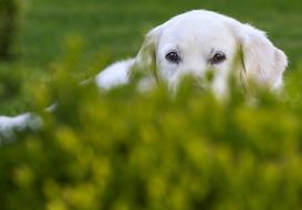 Cute Dog in Grass