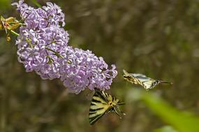 cute butterflies near the flower